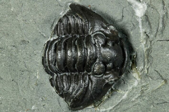 Wide Enrolled Flexicalymene Trilobite - Indiana #289989